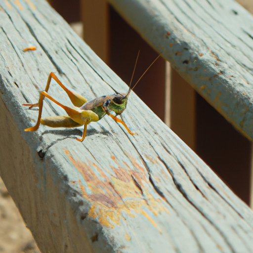 The Sounds of Summer: Exploring the Musicality of Cricket Dancing