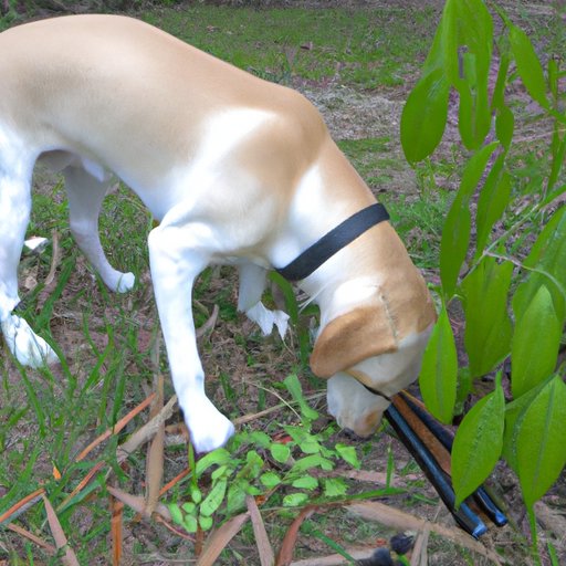 Exploring the Plants that Create Science Diet Dog Food