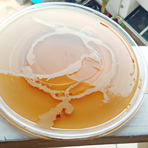 The Best Local Sources for Agar for Science Experiments