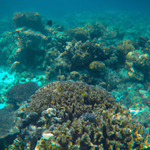 Diving and Snorkeling in the Islands of the Philippines