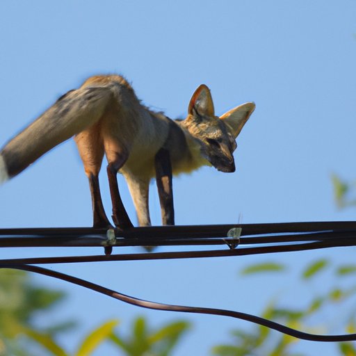 Look for Wild on Cable Networks