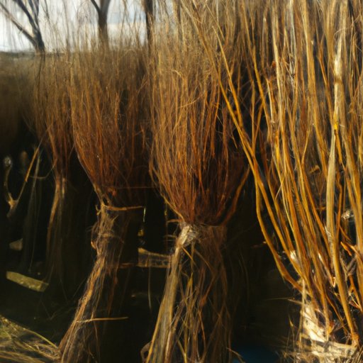 Exploring the Magic of the Sets of Willow