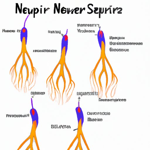 A Visual Guide to the Direction of Nerve Impulses