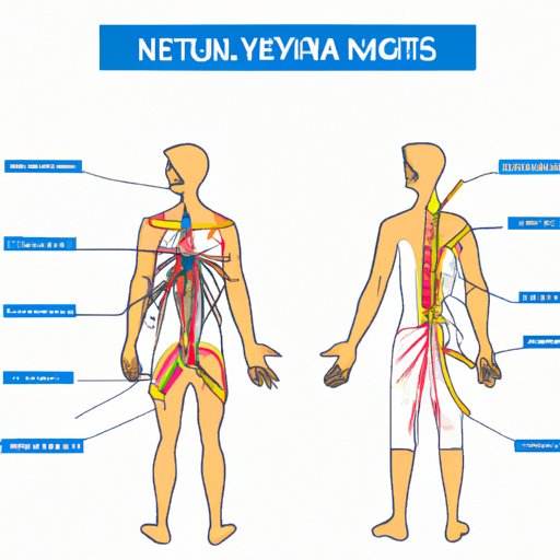 A Detailed Guide to How Nerves Are Transmitted Through the Body