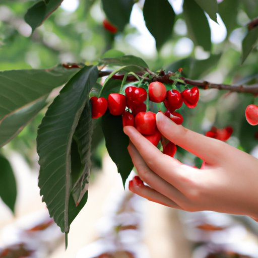 Cherry Financing: Understanding Who Can Benefit from It