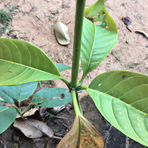 Growth and Change of Contestants