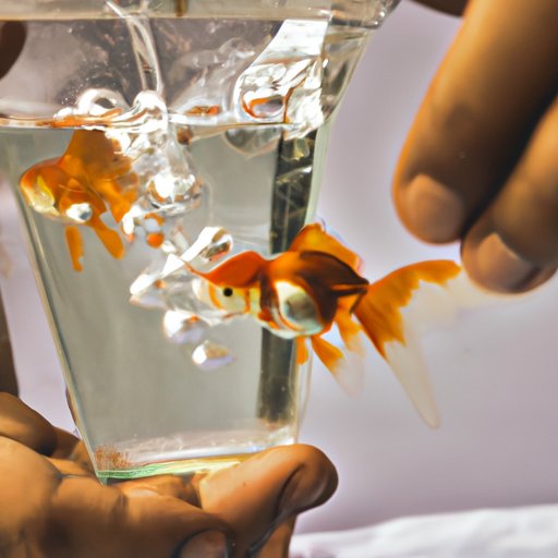 The Science Behind the Creation of Goldfish