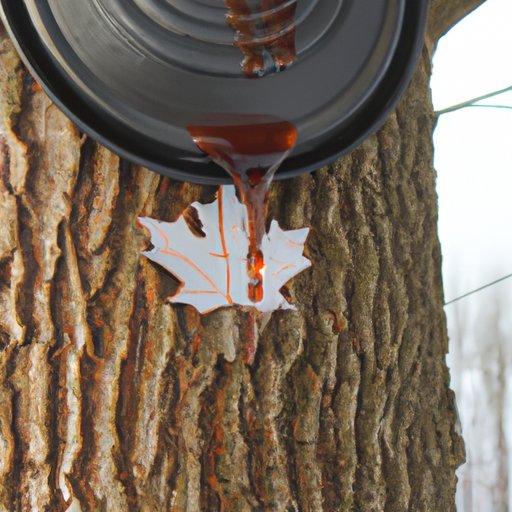 Exploring the Origins of Maple Syrup Through Folklore