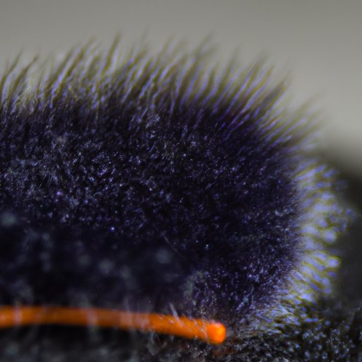 An Exploration Into the Creation of Velcro