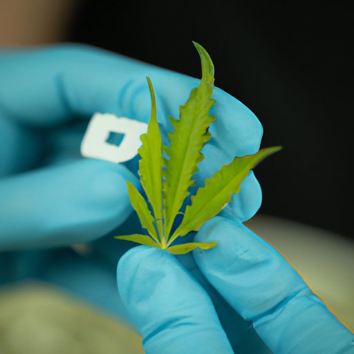 Uncovering the Origin of Marijuana