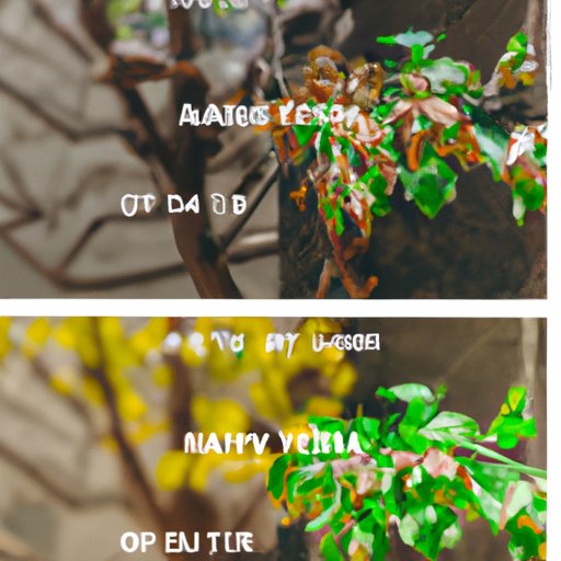 Comparison Between Current Season and Previous Ones