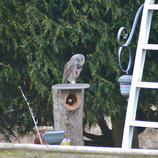 How to Attract Owls to Your Backyard