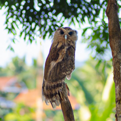 How to Identify an Owl in the Wild