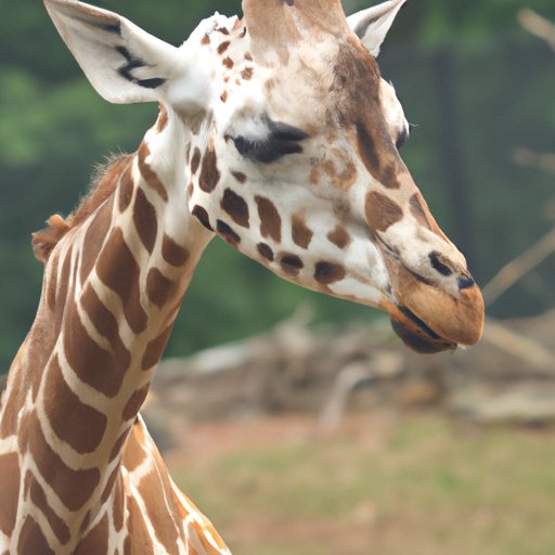 Conservation Efforts Aimed at Preserving the White Giraffe