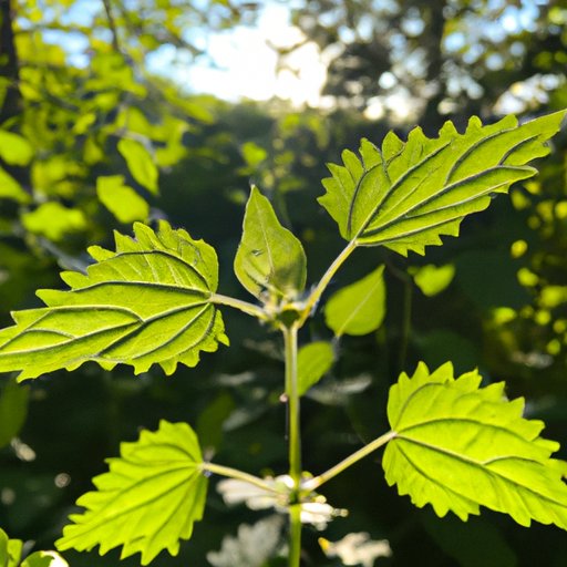 Exploring the Repetitive Nature of Pop Music