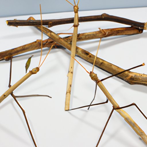 Examining the Cultural Significance of Stick Bug Dance