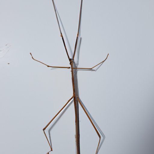 The Science Behind Stick Bug Dance