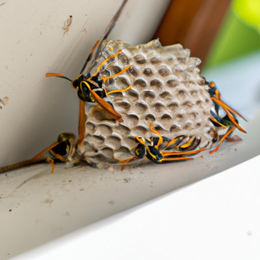 Examining the Decline of the Wasp Tour in the US