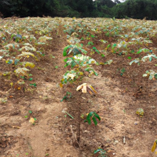 Why is Cassava Sciences Up Today? Exploring the Science, Financial