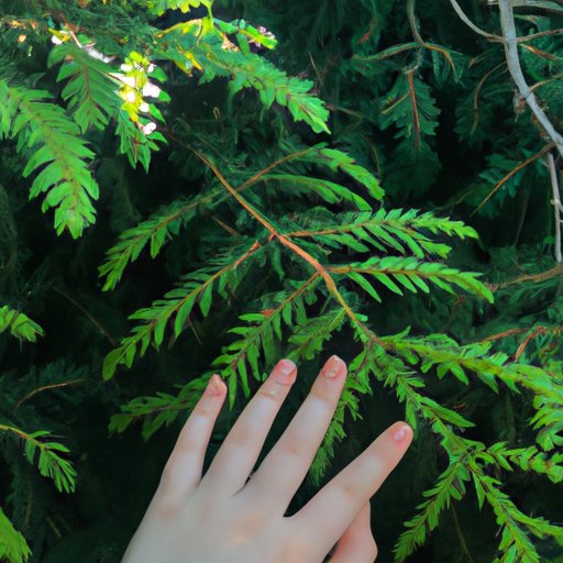 How Nature Helps Reduce Stress and Anxiety