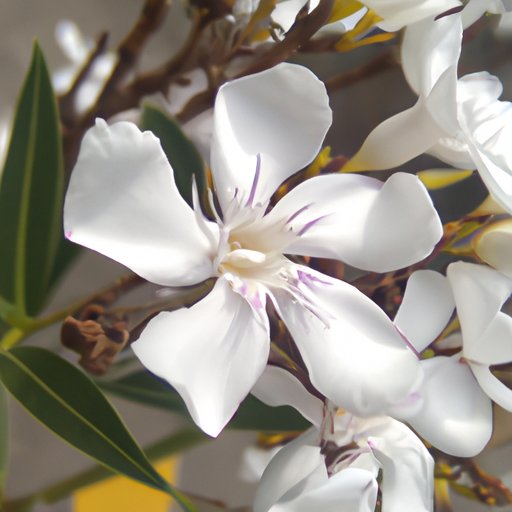 Seeing the Wonders of Nature