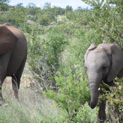 Experience Unique and Diverse Wildlife