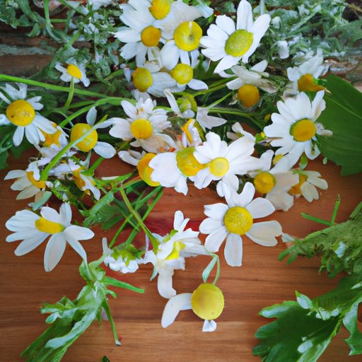 Do Not Eat the Daisies A Guide to Identifying, Avoiding, and Utilizing Wild Edible Plants The