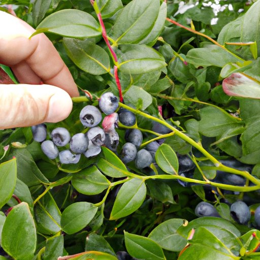 How Big Does a Blueberry Bush Get? A Guide to Growing and Pruning