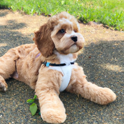 How Big Does a Cavapoo Get? A Guide to Understanding Your Furry Friend