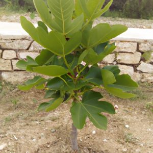 How Big Does a Fig Tree Get? Exploring the Maximum Height of Fig Trees