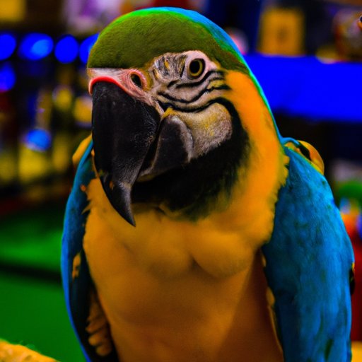 Why Macaws Cost So Much: Understanding the Factors Behind the High Prices