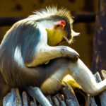 Caring for a Monkey at Home: Creating a Safe Habitat, Establishing a Routine and Monitoring Health