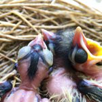 Caring for Baby Birds at Home: A Comprehensive Guide