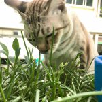 How to Keep Cats from Eating Plants Naturally: Use Barriers, Repellents, and Toys