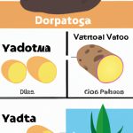 Is Yucca Healthier Than Potato? A Nutritionist’s Guide to the Health Benefits of Both